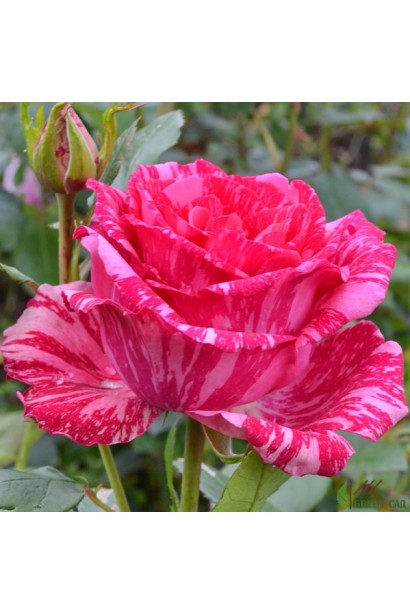 Троянда Пінк Інтуішн у повному розквіті